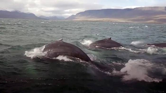 De plus en plus de baleines dans le Saint-Laurent