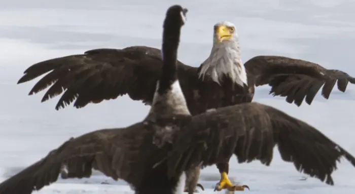 P.E.I. man captures on-ice battle between Canada goose and bald eagle