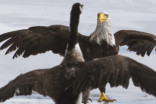P.E.I. man captures on-ice battle between Canada goose and bald eagle