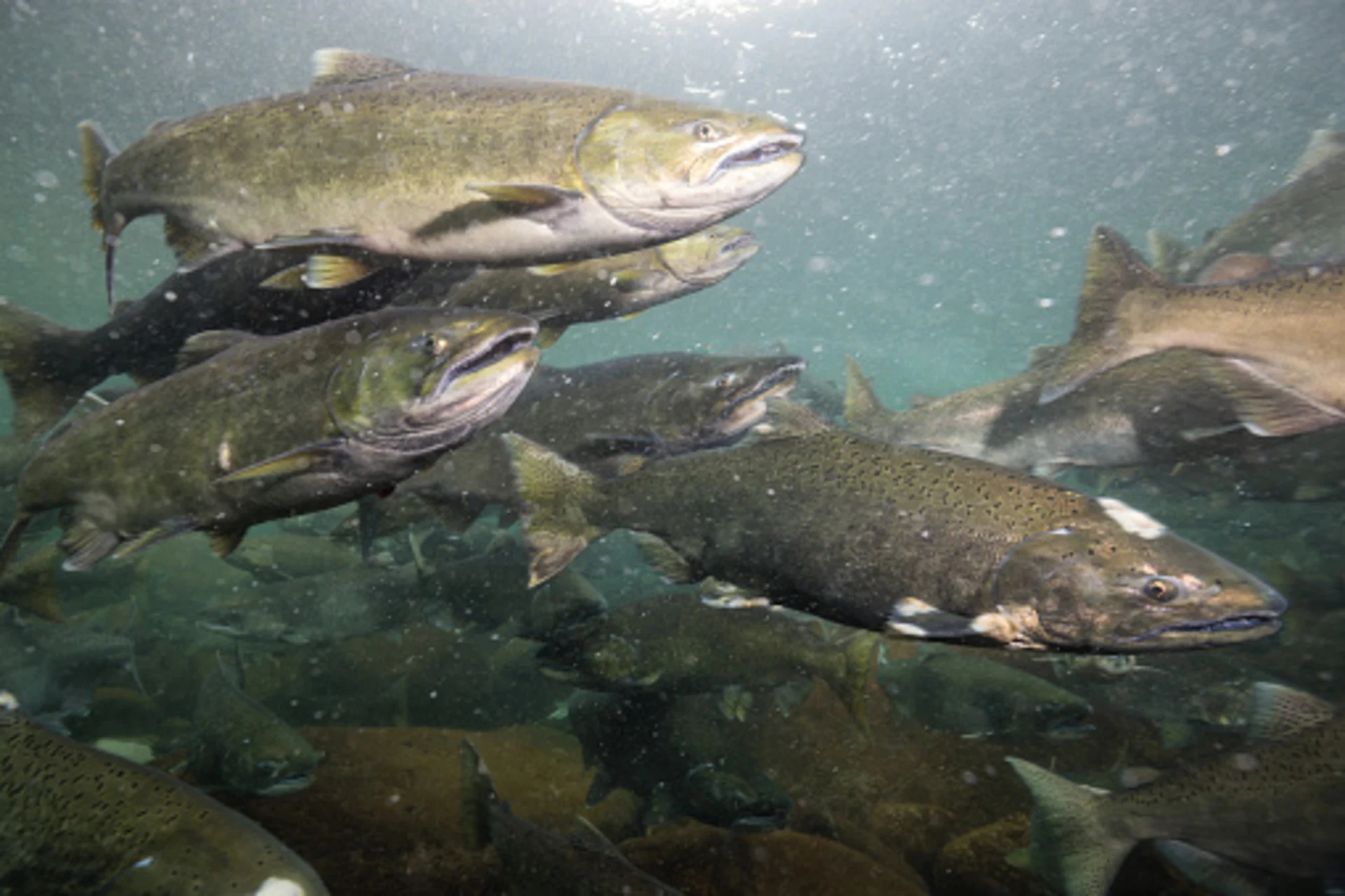 Indigenous data sovereignty can help save British Columbia’s wild salmon