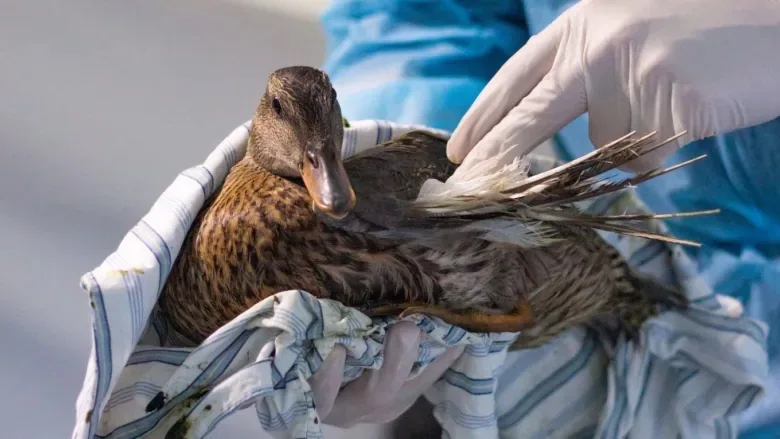 Ever wonder why signs tell you not to feed the birds? Here's the answer