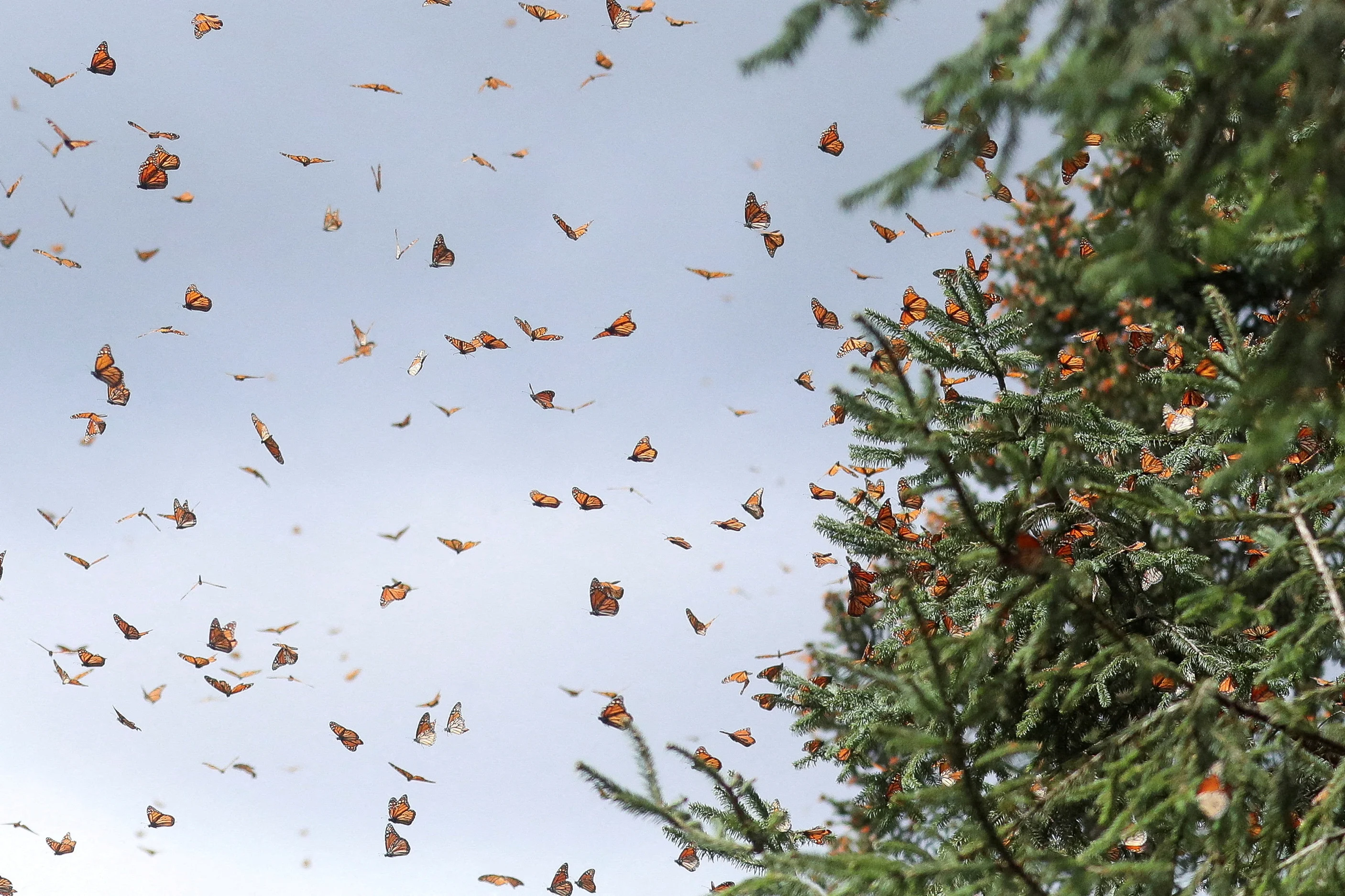 BUTTERFLIES/REUTERS/Raquel Cunha/File Photo
