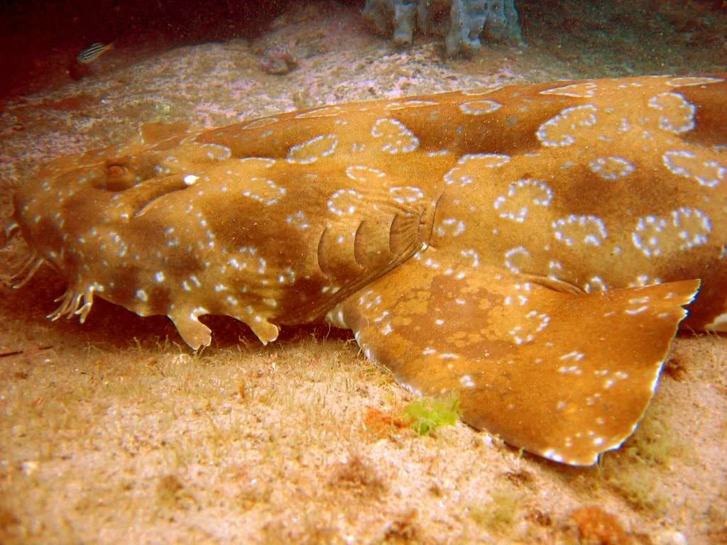 Wobbegong shark Richard Ling Wikipedia