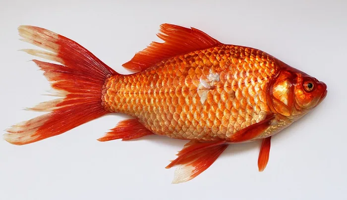 PIXABAY - goldfish