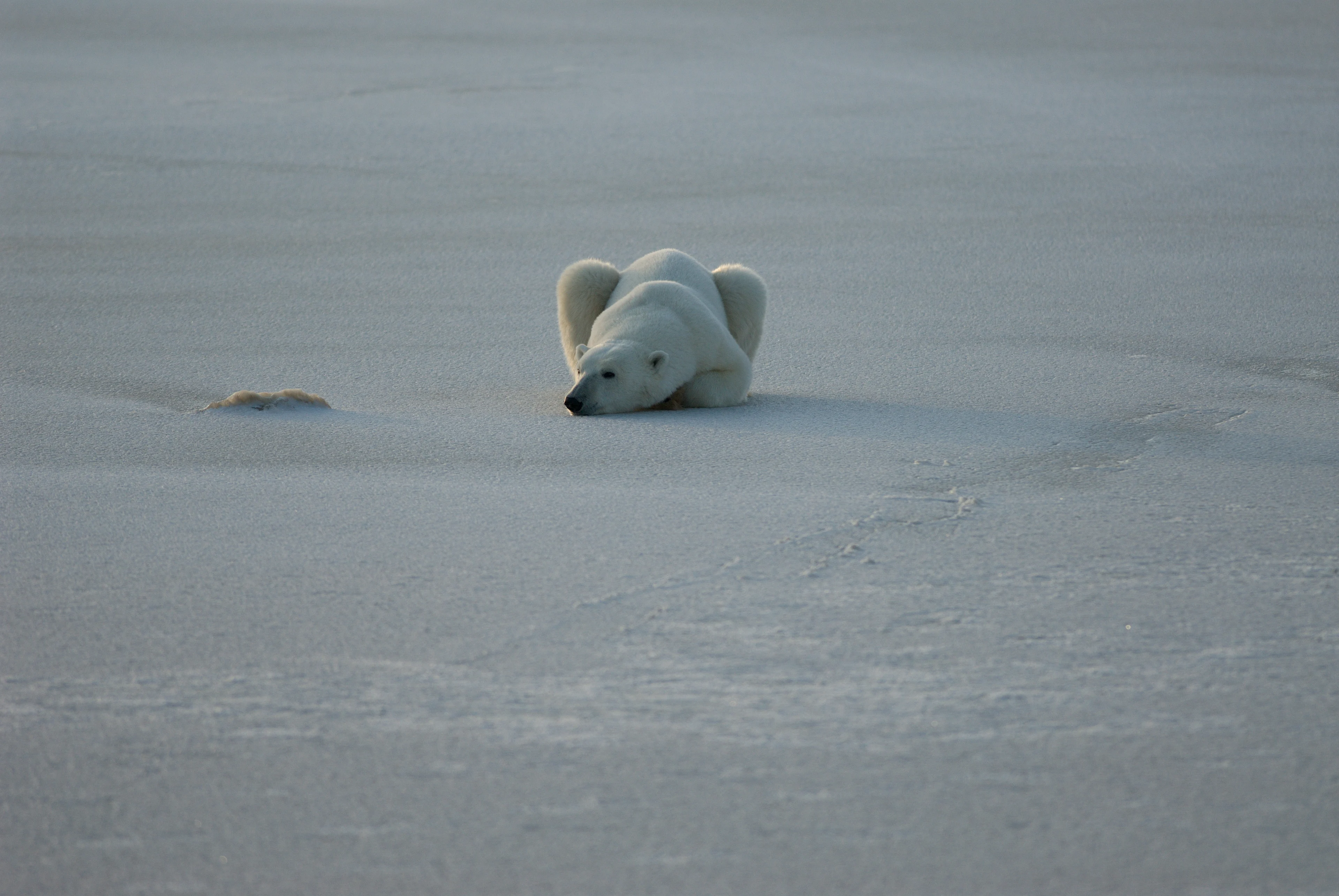 Polar bear/BJ Kirschhoffer/Polar Bears International/Submitted to The Weather Network