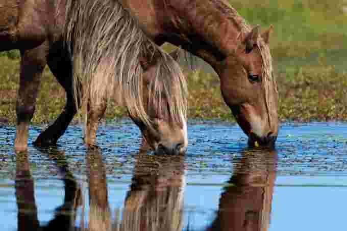 Wild horses on Sable Island/Parks Canada via CBC