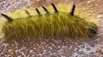 Fuzzy caterpillars: Are they cute? Yes. Should you touch them? Definitely not.