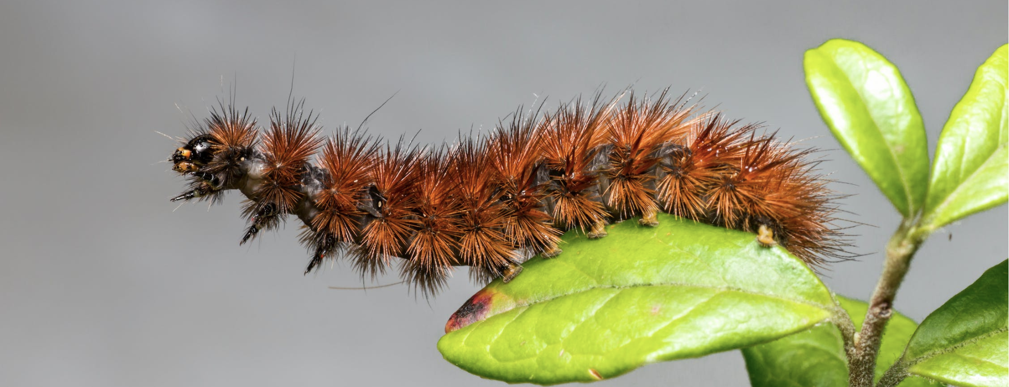Fuzzy caterpillars: Are they cute? Yes. Should you touch them? Definitely not.