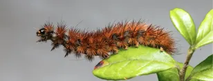 Fuzzy caterpillars: Are they cute? Yes. Should you touch them? Definitely not.