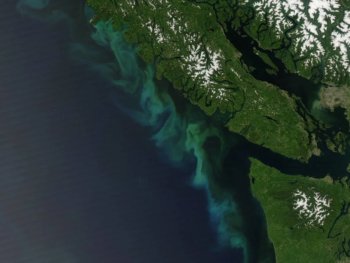 CBC-vancouver-island-phytoplankton