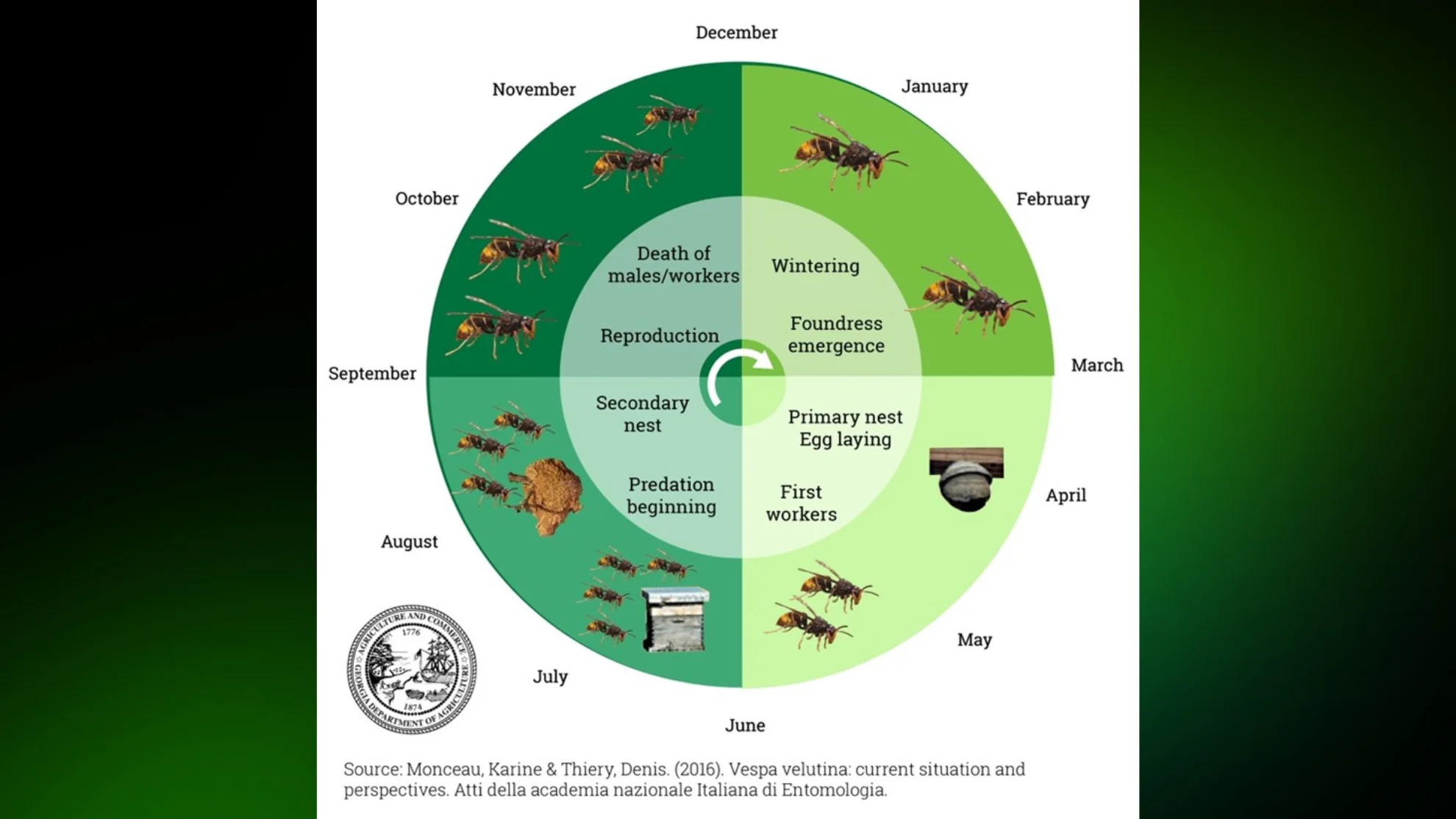 Georgia department of Agriculture - yellow legged hornet