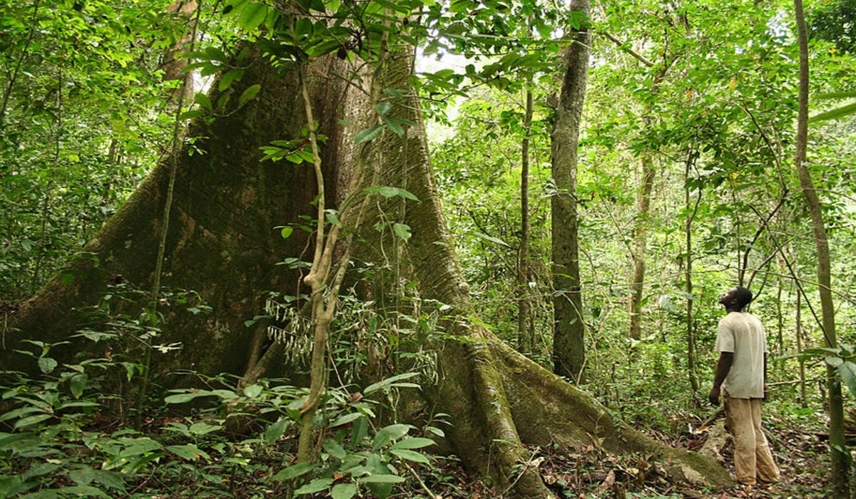 Le Gabon obtiendra des fonds pour combattre la déforestation