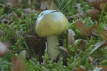 World's deadliest mushroom becoming common in BC