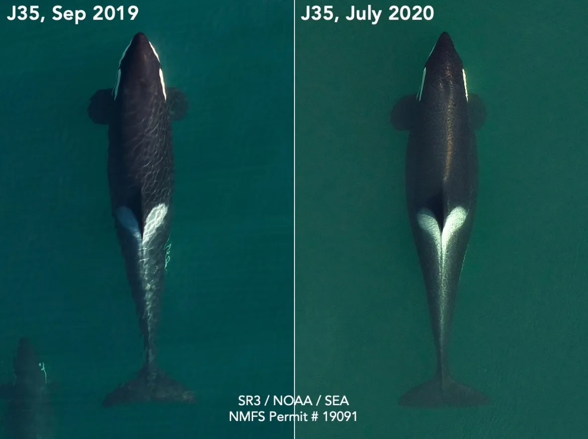 J35 2019/2020