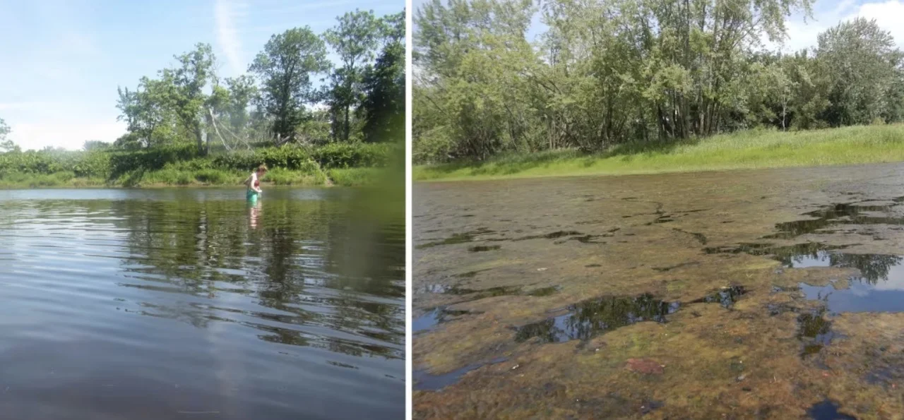 Eurasian watermilfoil/Submitted by Meghann Bruce via CBC