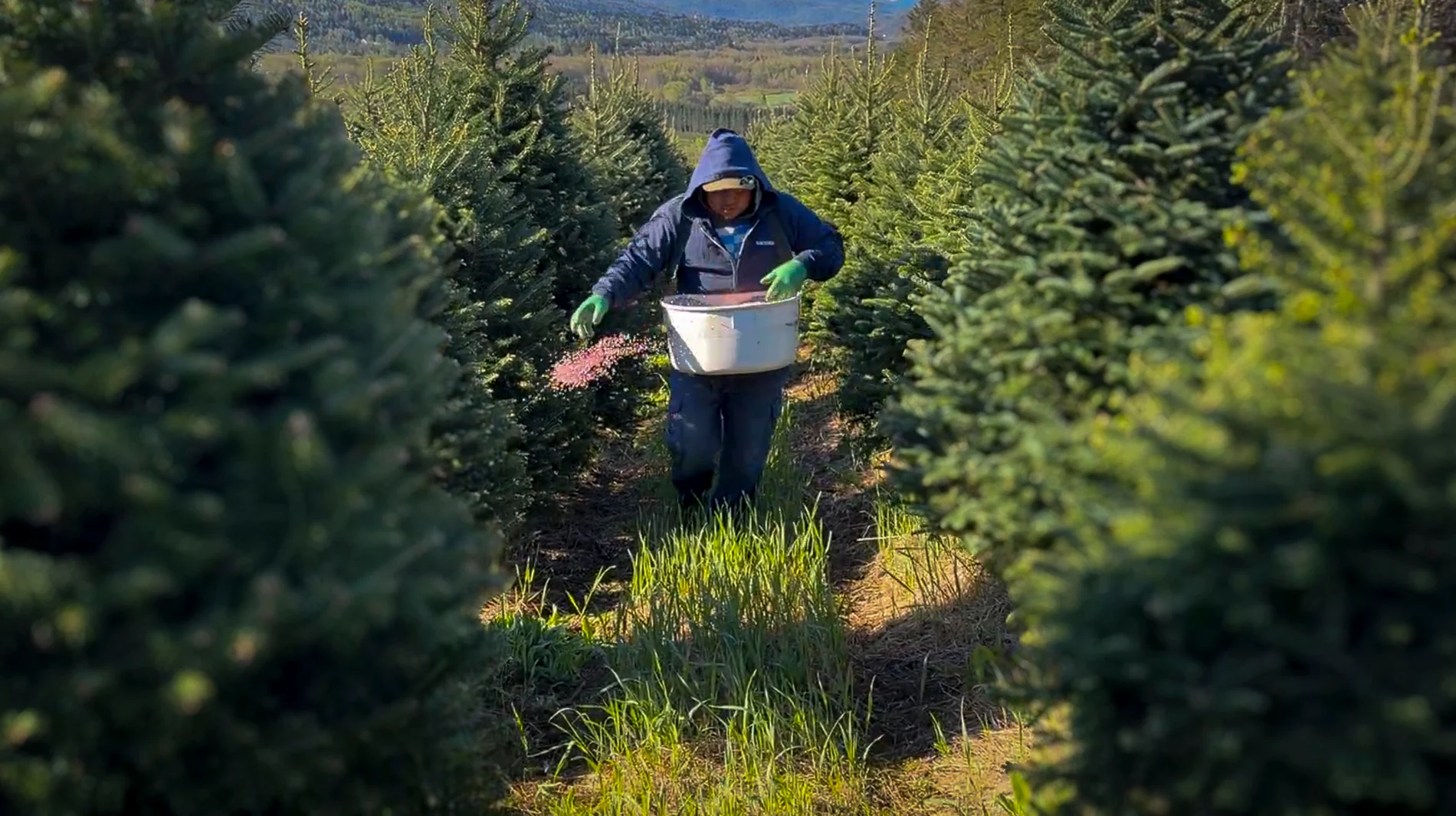Employé sur une plantation de sapins de Noël