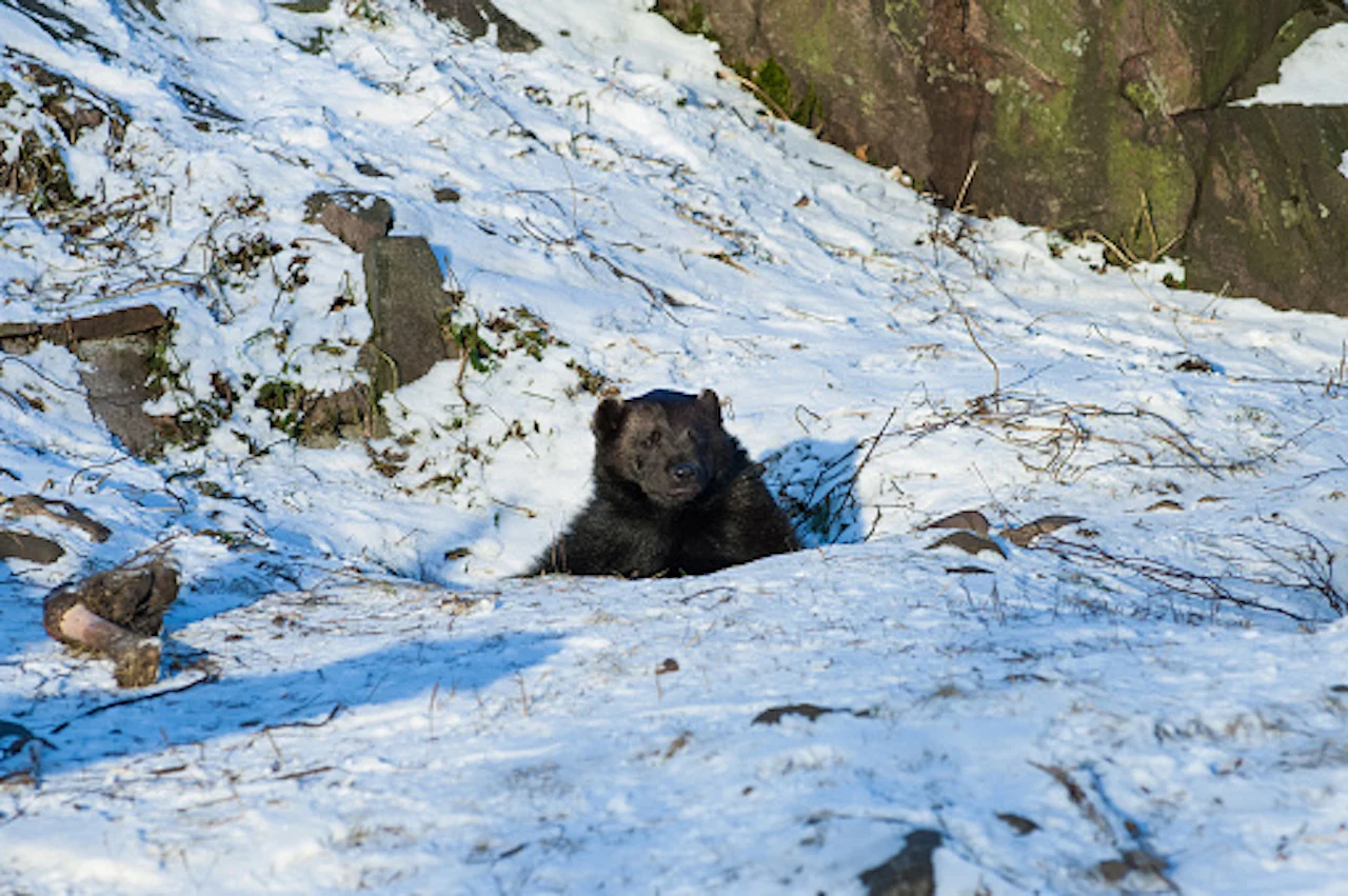 Bear in winter/Getty Images-Zlikovec/529918343-170667a