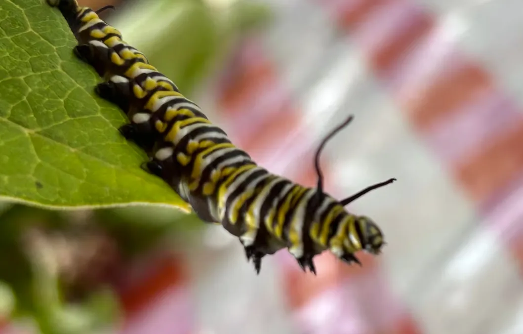 CBC: Monarch caterpillar in its final stage — ready to form a chrysalis and turn into a butterfly. (Rhythm Rathi/CBC)