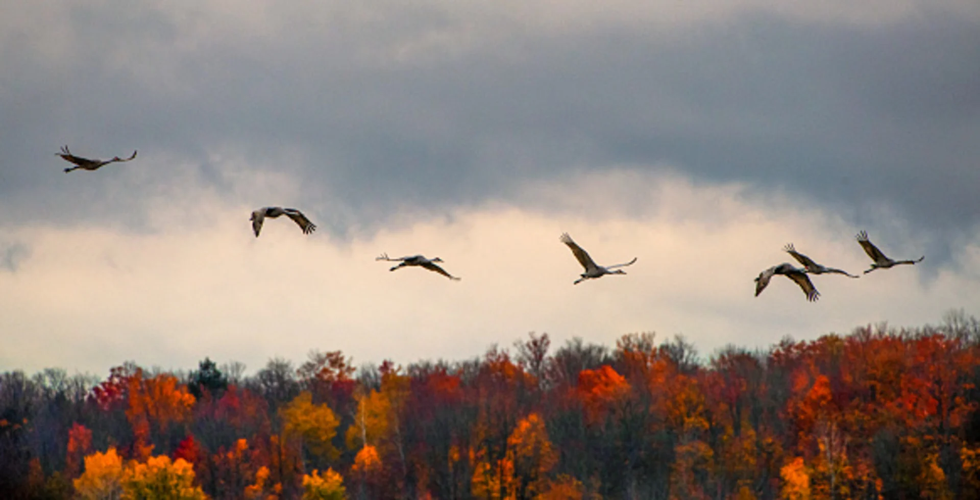 To the moon and back, twice: The extraordinary journey of migrating birds