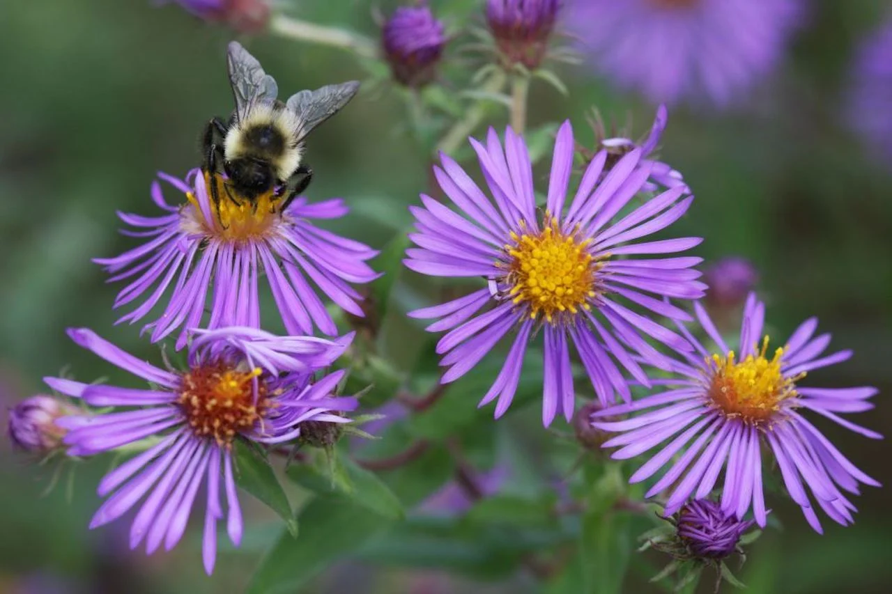 Bumblebees may see bump in pollination effectiveness from caffeine