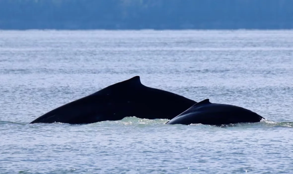 humpback-whale-poptart-and-her-new-calf-in-salish-sea/Submitted by Anthony Kaulfuss, Prince of Whales Whale Watching, PWWA via CBC