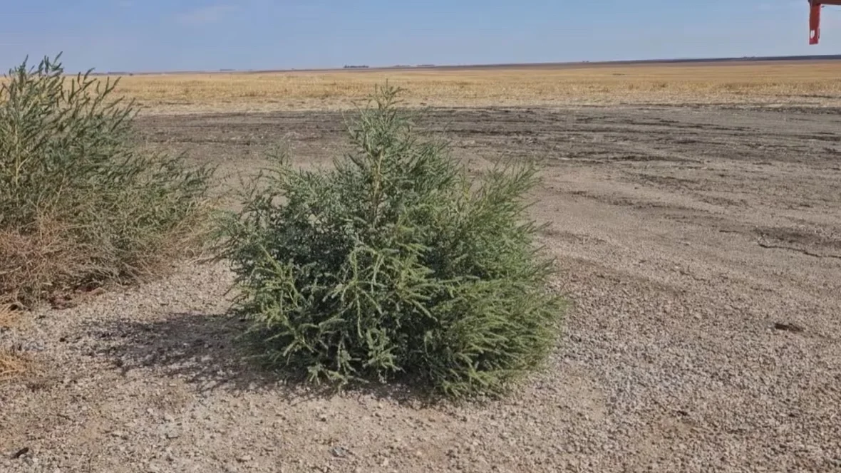 kochia-on-stuart-lawrence-s-farm/Submitted by Stuart Lawrence via CBC