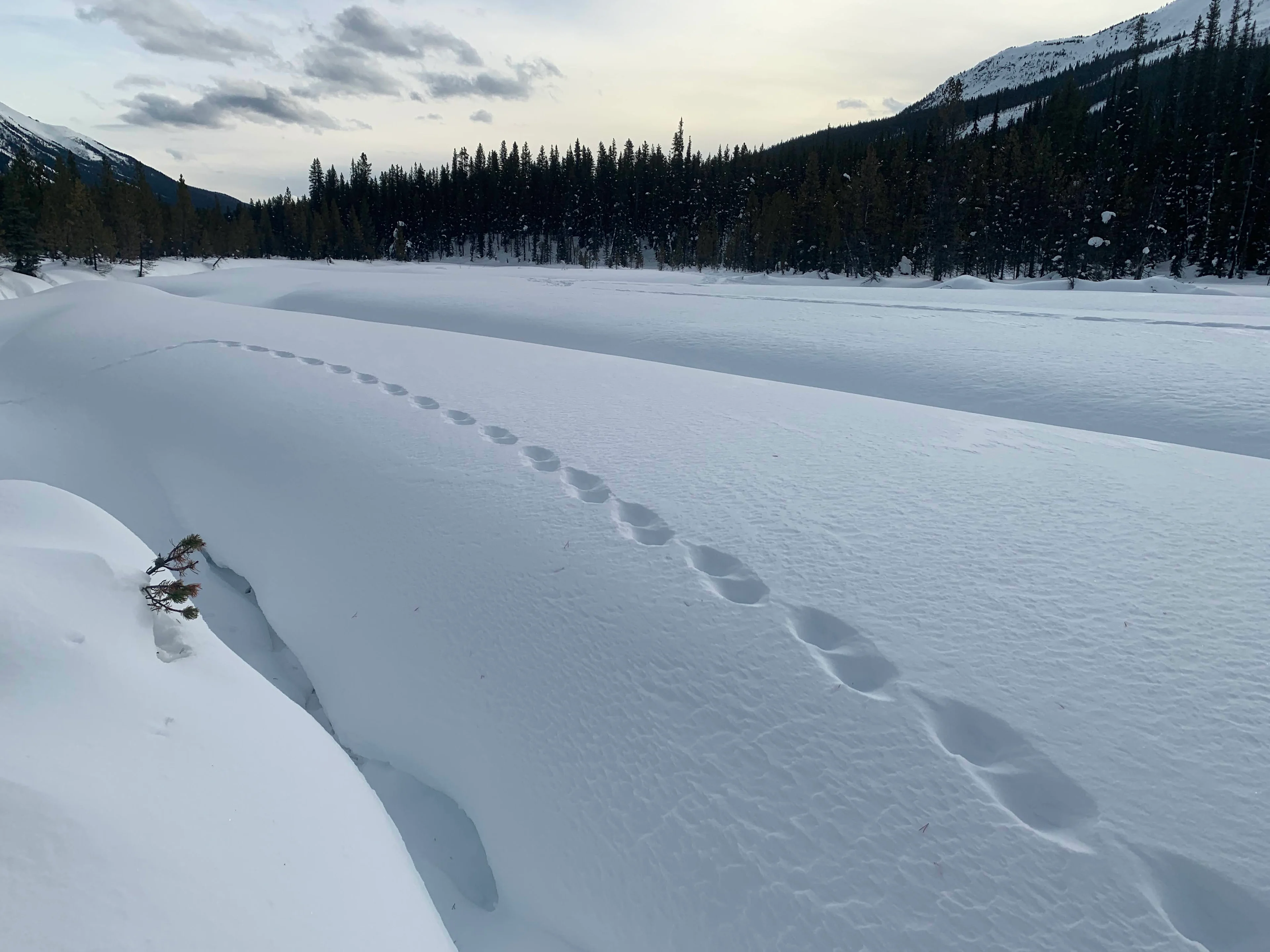 Wolverine tracks in Banff National Park, Alta./Aerin Jacob/NCC/Submitted (do not reuse)