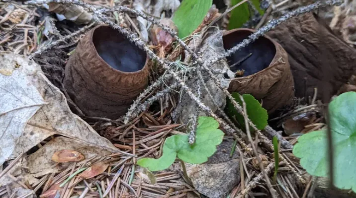 Discovery of rare mushroom in northern B.C. a biology mystery