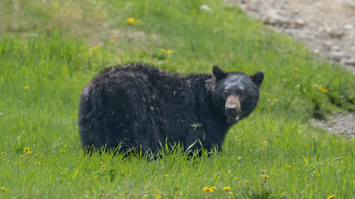 Help! There's a bear in my yard - BearWise