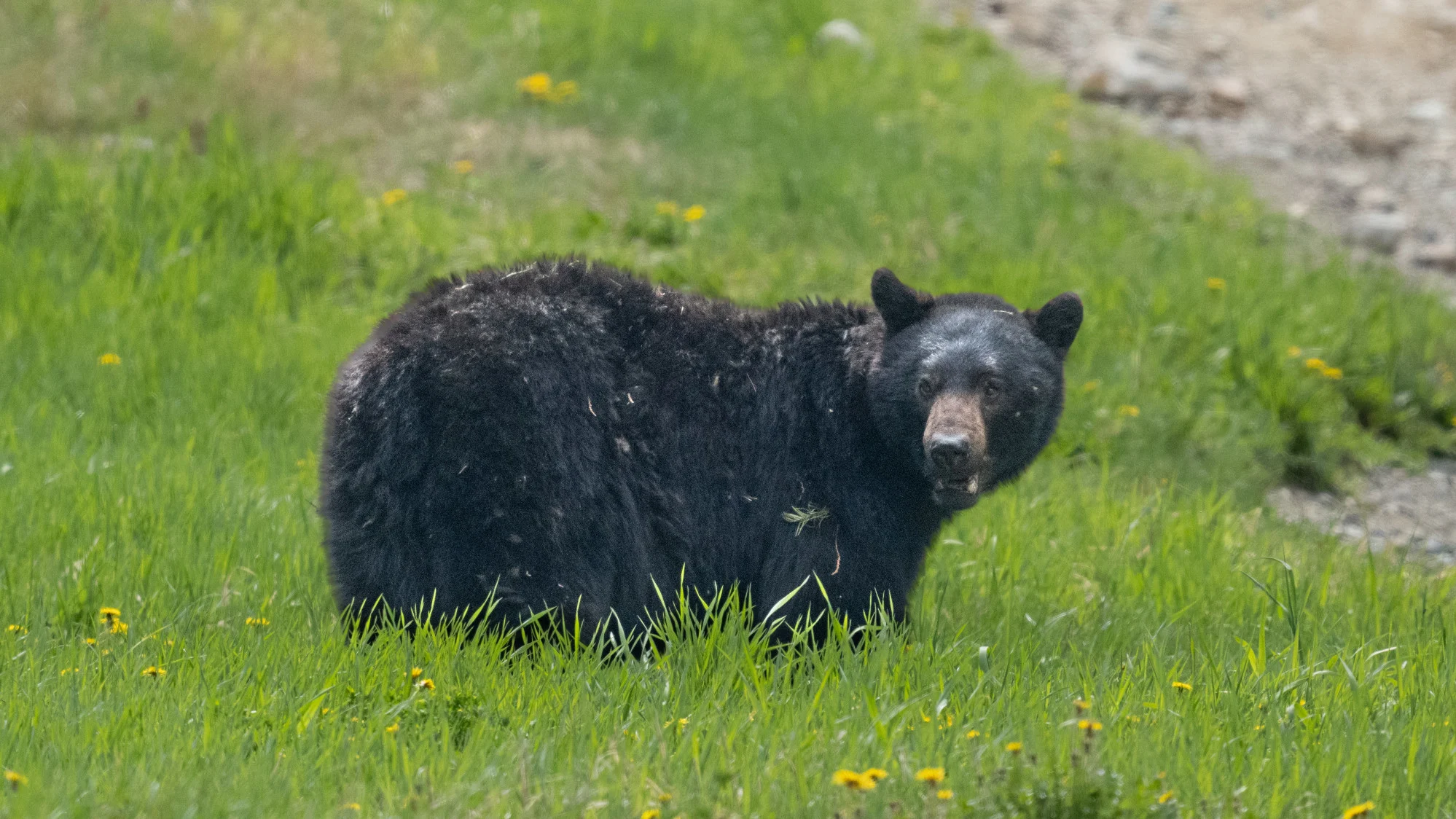 Ontarians urged to be cautious as warm weather may see bears leave dens early 