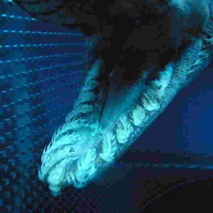 Frilled shark teeth open cage wikipedia