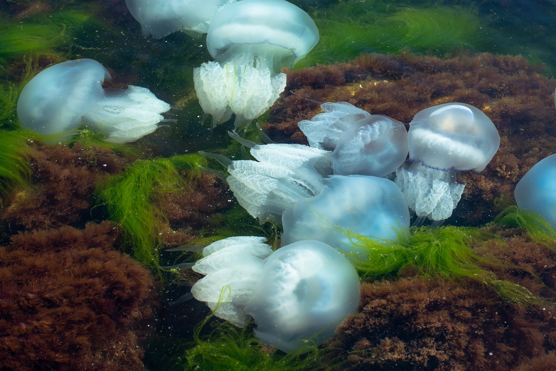 Jellyfish should become the next popular seafood, researchers say
