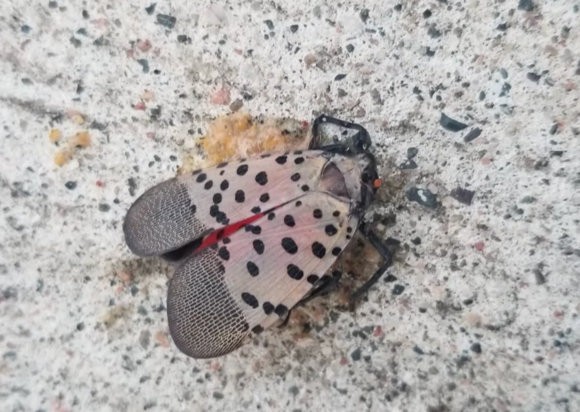 Dreaded crop-destroying spotted lanternfly sighted in Ontario