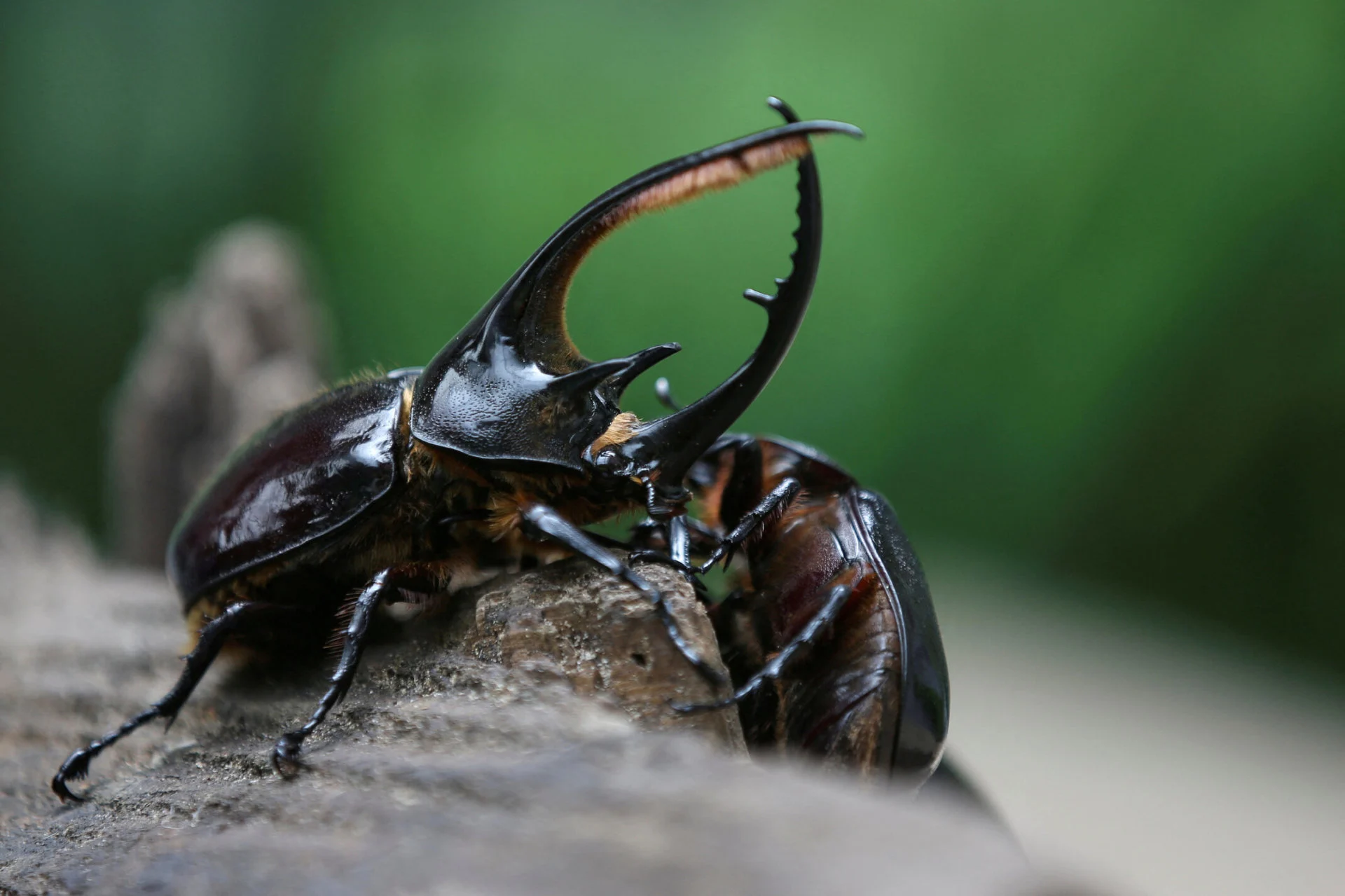 Reuters 2022-12-06t071956z 1 lynxmpeib509s rtroptp 4 global-environment-insect-apocalypse