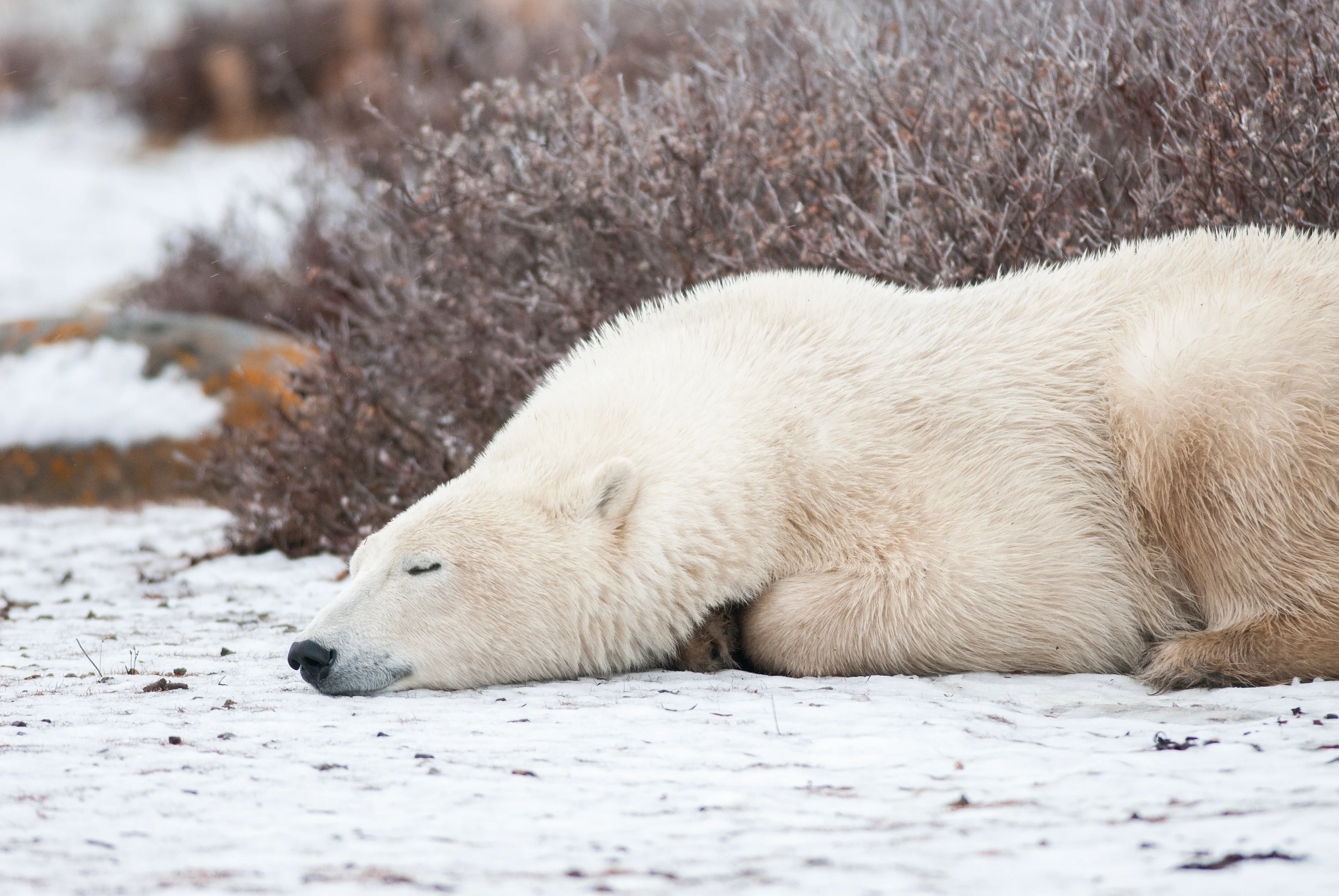 Polar bear/BJ Kirschhoffer/Polar Bears International/Submitted to The Weather Network