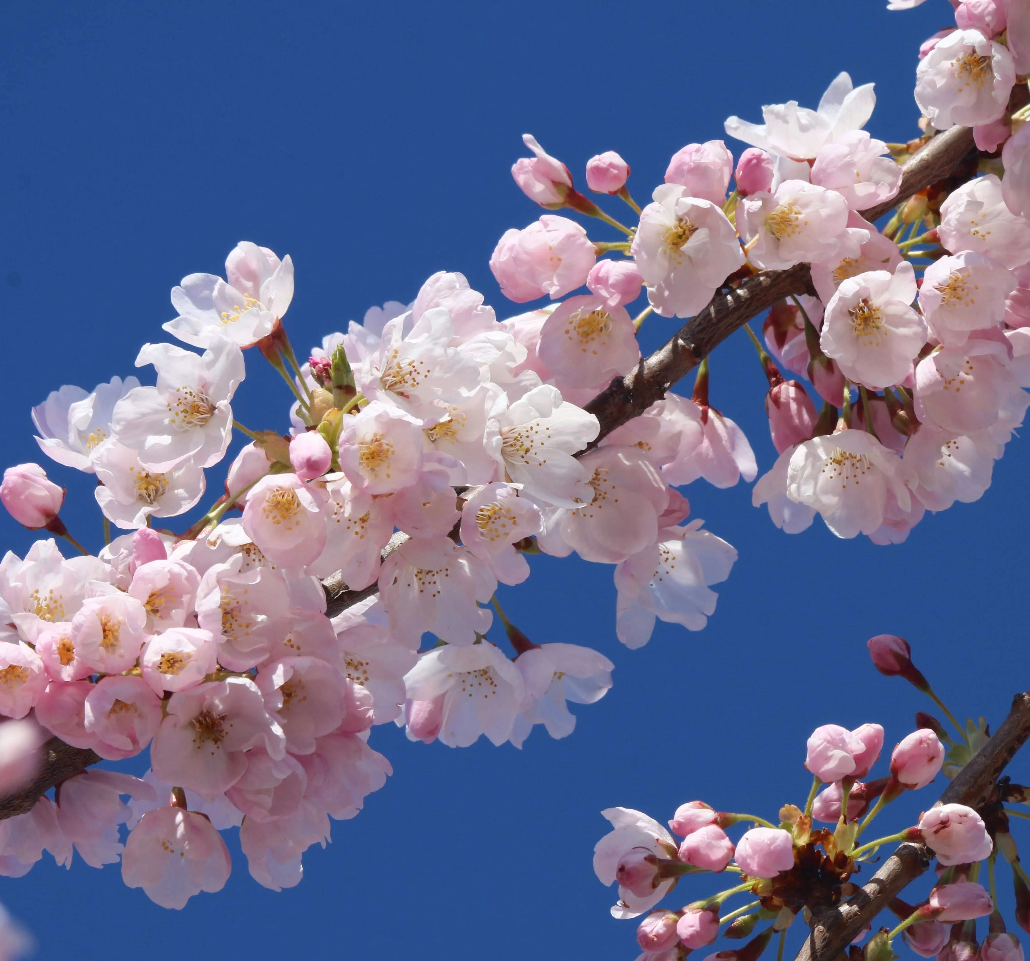Cherry blossoms/UGC
