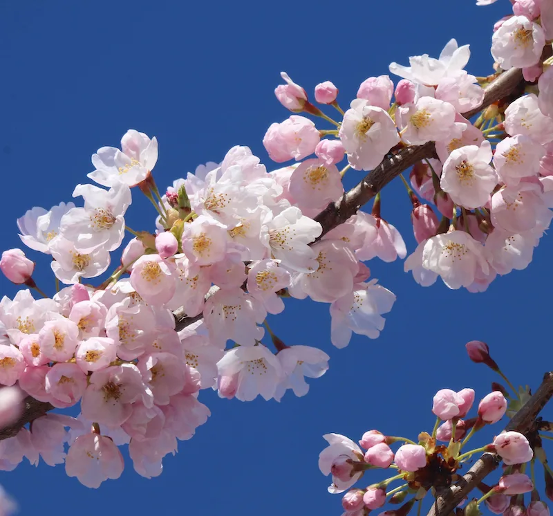 Vancouver Cherry Blossom Festival goes online as COVID-19 forces people indoors
