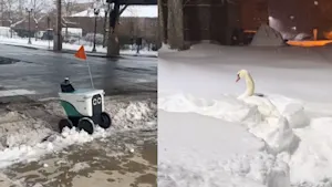 Insolite : des chutes de neige donnent du fil à retordre à un cygne et un robot. Détails ici. 