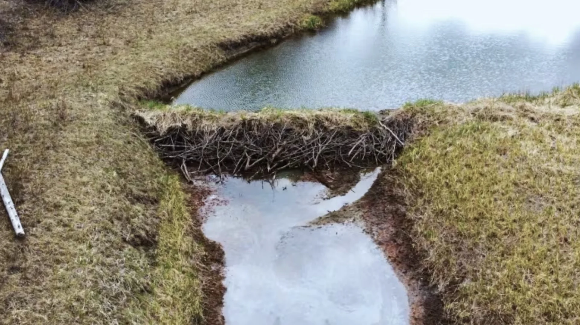Building beaver dams to help restore B.C.'s drying Columbia Wetlands