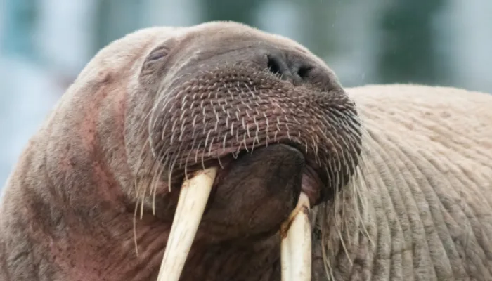 Thor the walrus continues his tour of the UK's North Sea coast