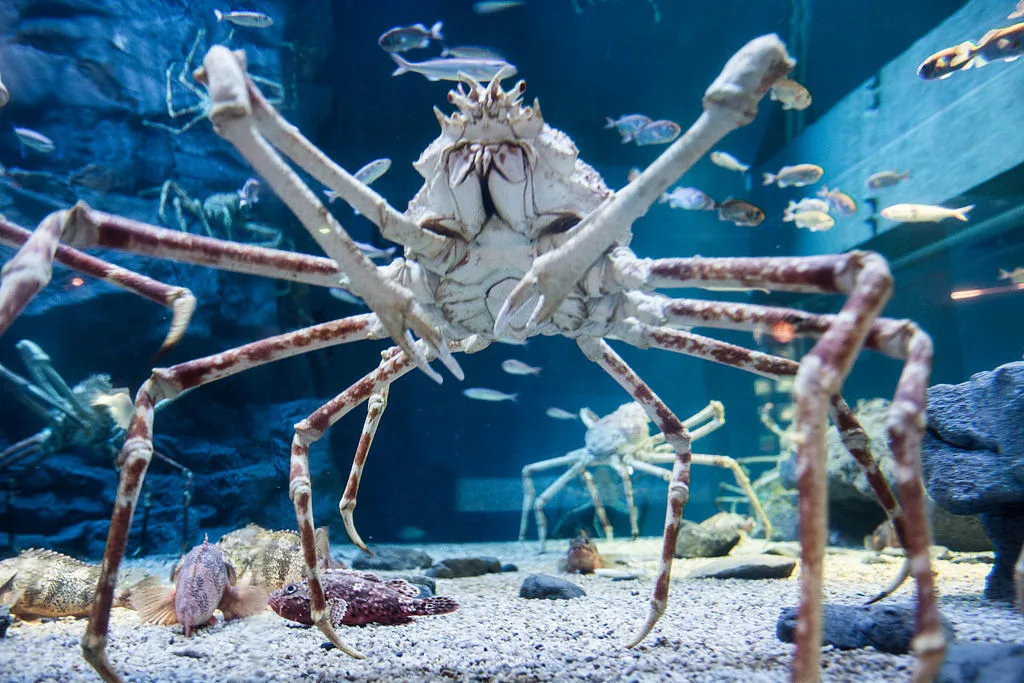 Japanese spider crab Takashi Hososhima wikimedia