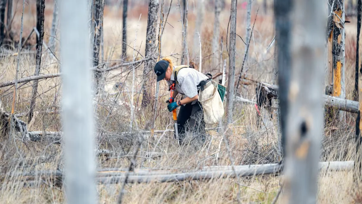 Tree planters, Devils Lake, Manitoba, Wildfire, Fire, June 30, 2025. (CBC News/Nike Rave)