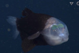 Elusive fish with transparent head caught on camera
