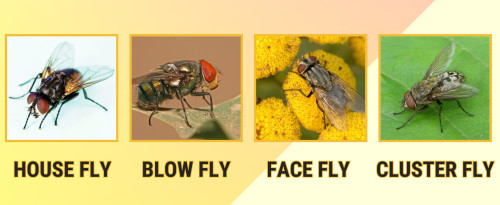 Meet the fly that emits an odour, leaves stains, and clusters in