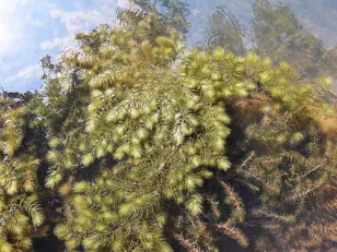 Rapidly growing invasive plant discovered for first time in Canada in Ontario