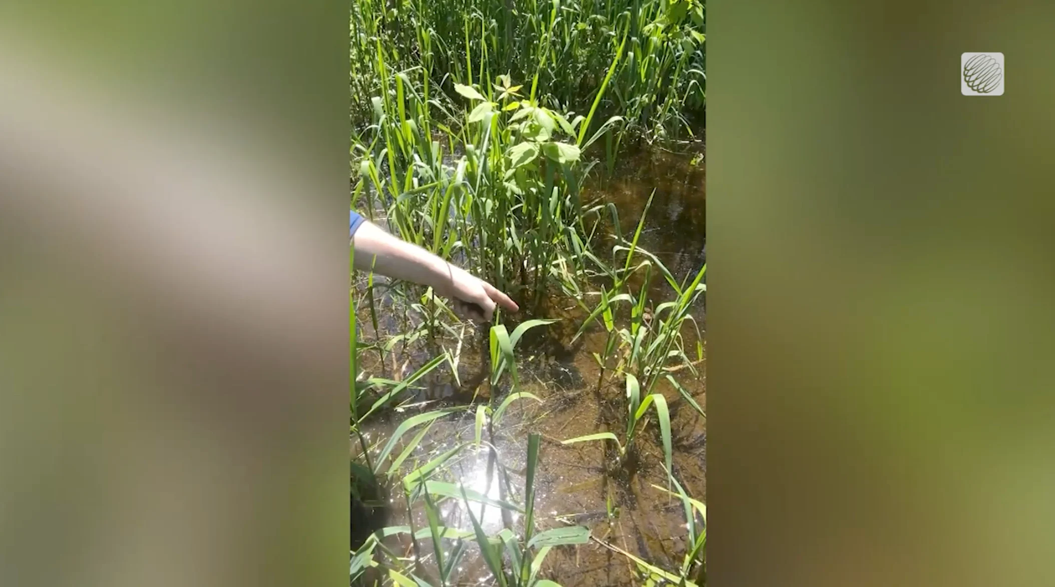 TWN: The mosquito lifecycle is dependent on still, stagnant water that remains for at least a week.