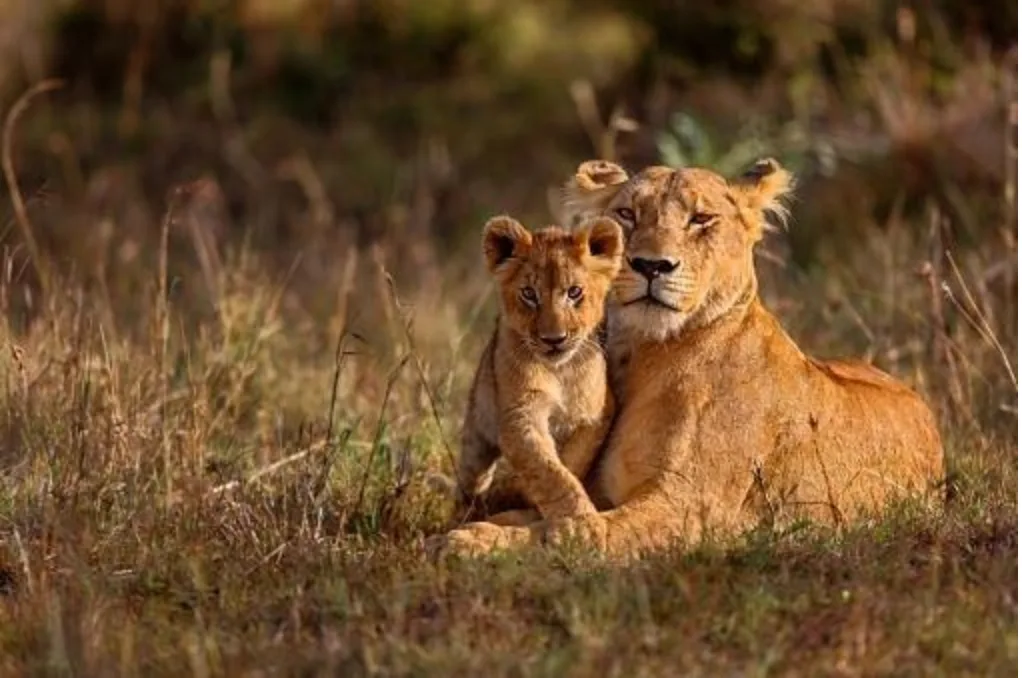 GETTY IMAGES: Lioness and cub