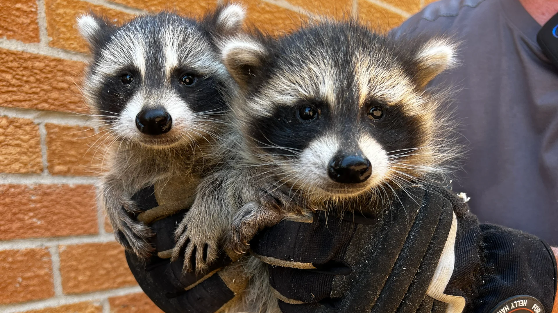 Light Raccoons 24 hours of light: Midnight sun is rising over Canada's North - The ...