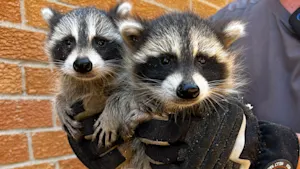 Here’s how experts humanely handle these adorable critters