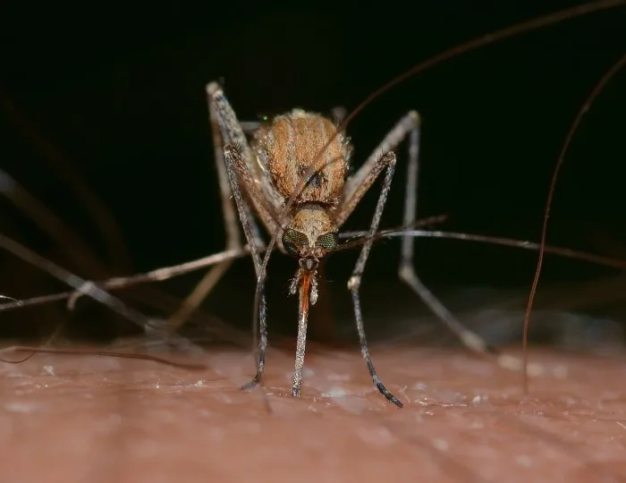 COVID-19 : Est-ce que les moustiques et les tiques peuvent transmettre le virus?